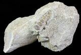 Pycnodus Crushing Mouthplate - Cretaceous Fish #71785-1